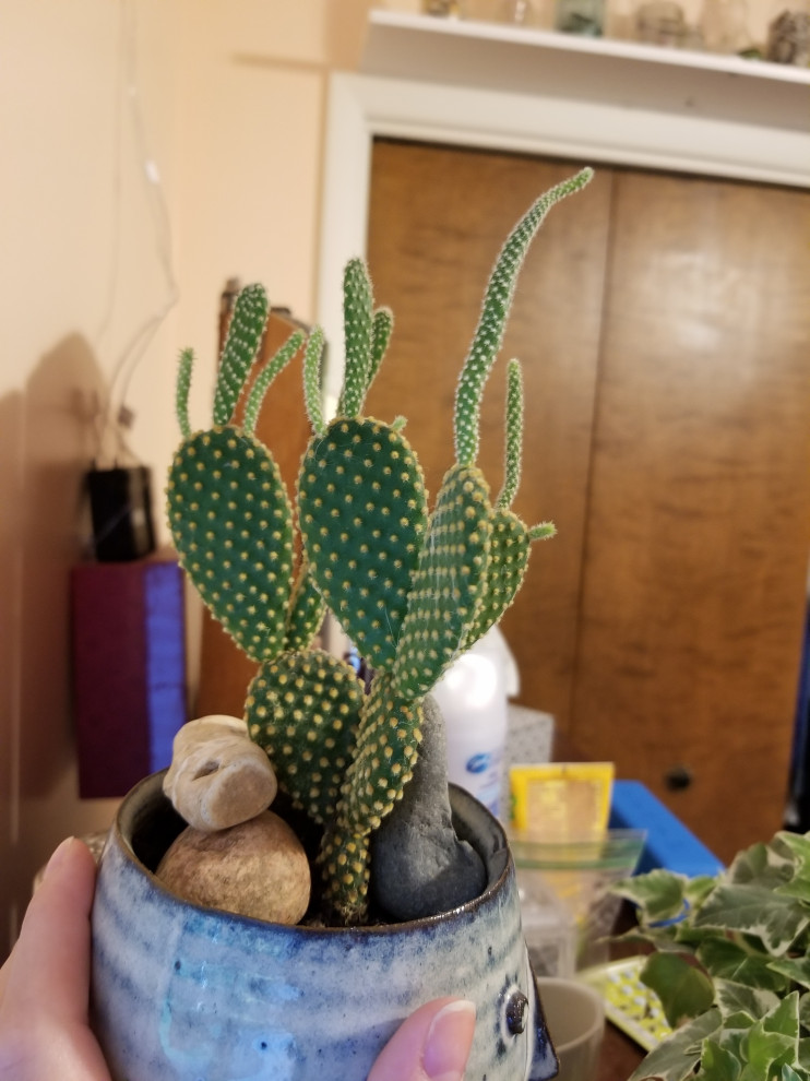 Mystery cactus falling over