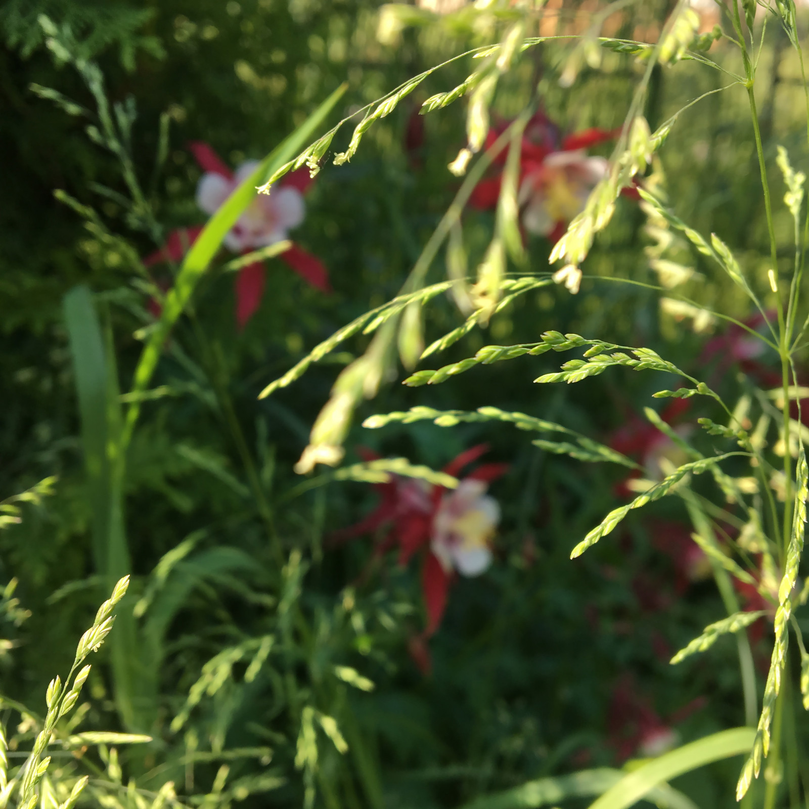 Цветники в природном стиле