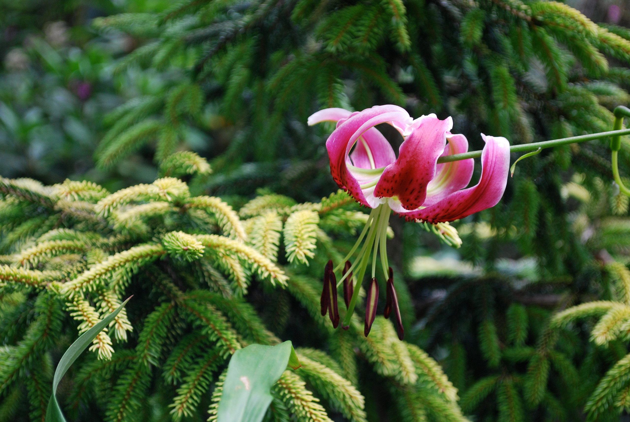 'Black Beauty' lily and 'Skylands' oriental spruce