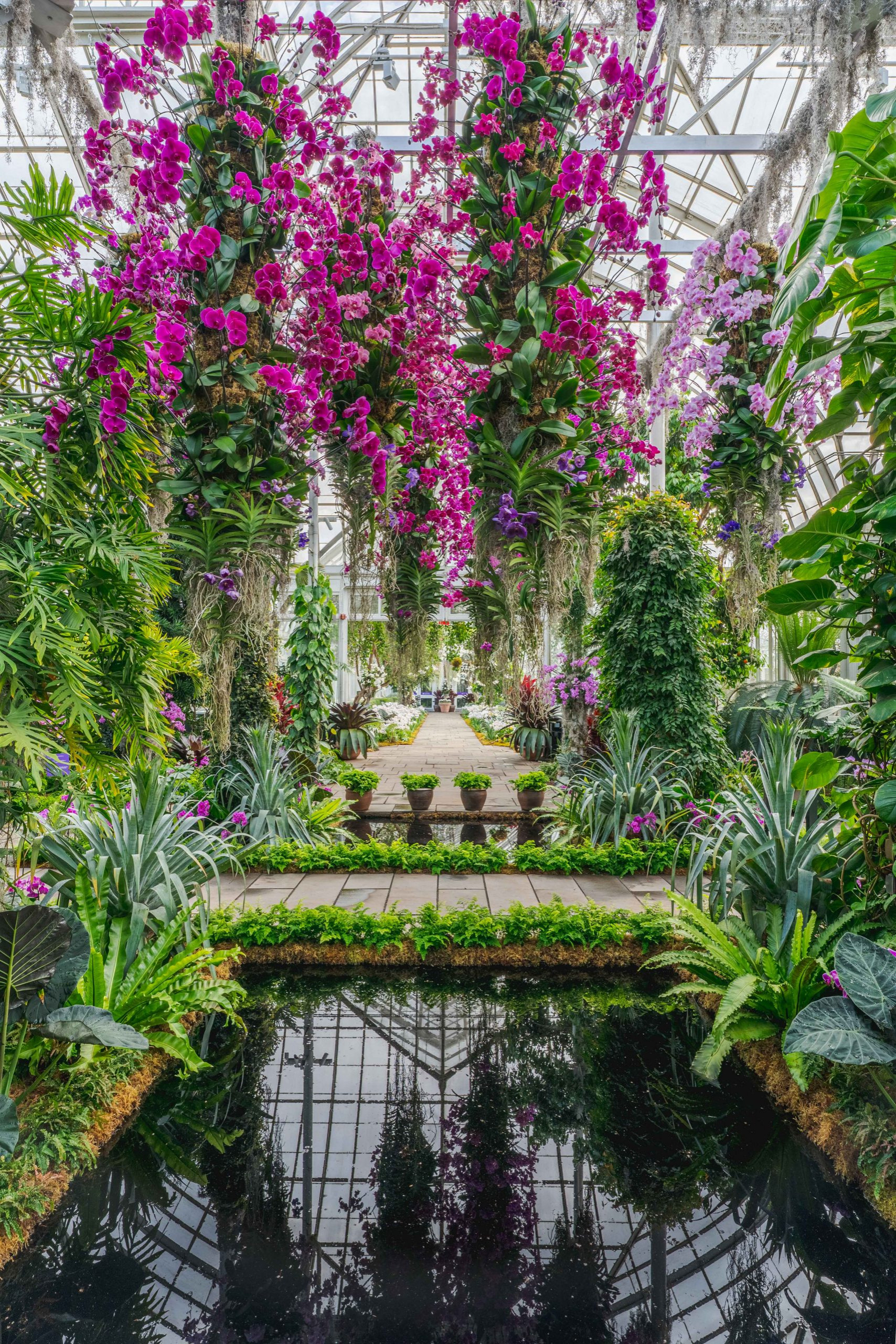 Orchids Dazzle at New York Botanical Garden Show