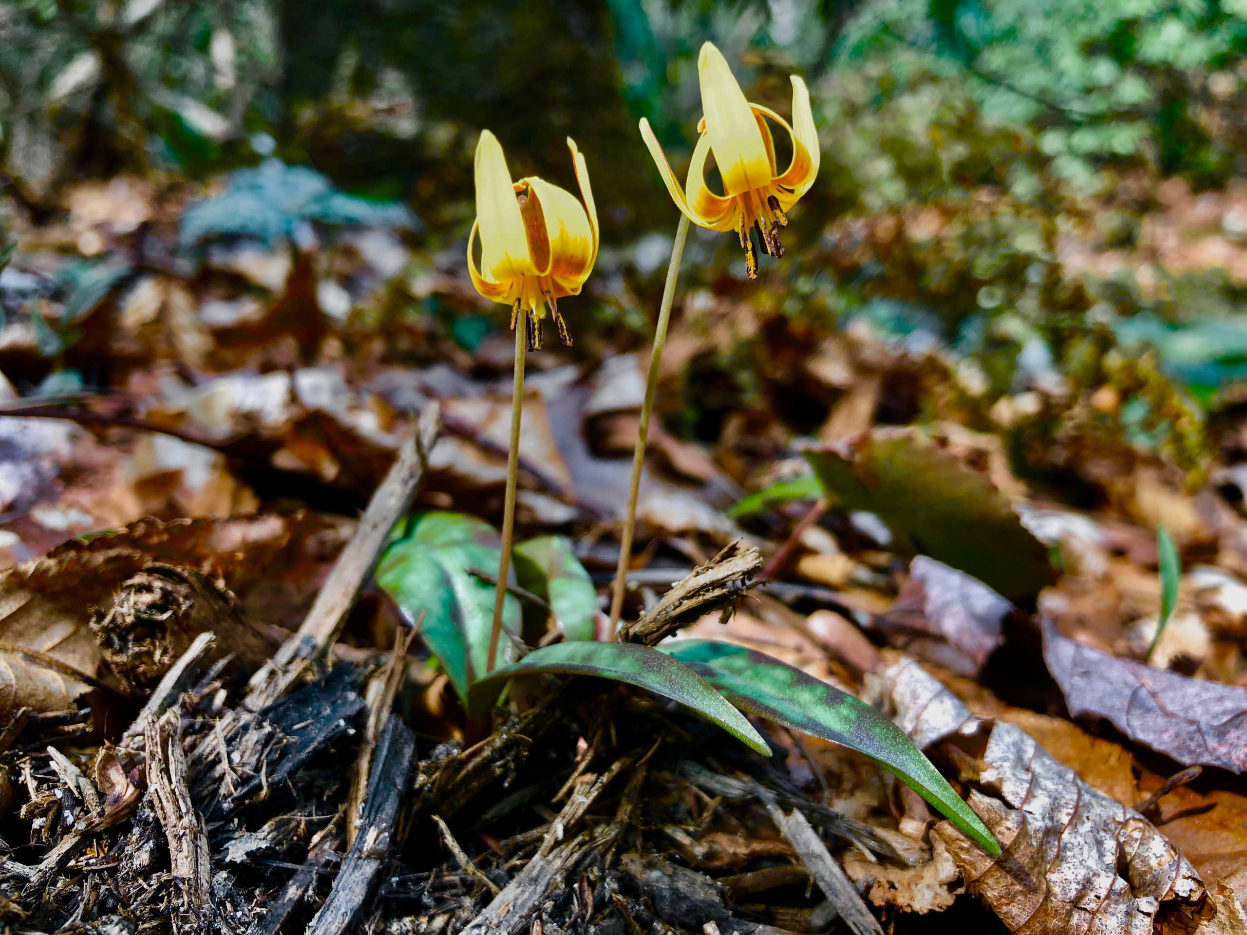 Trout lily.