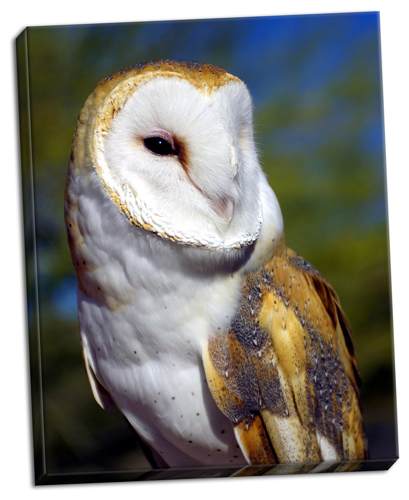Fine Art Photograph, Barn Owl, Hand-Stretched Canvas