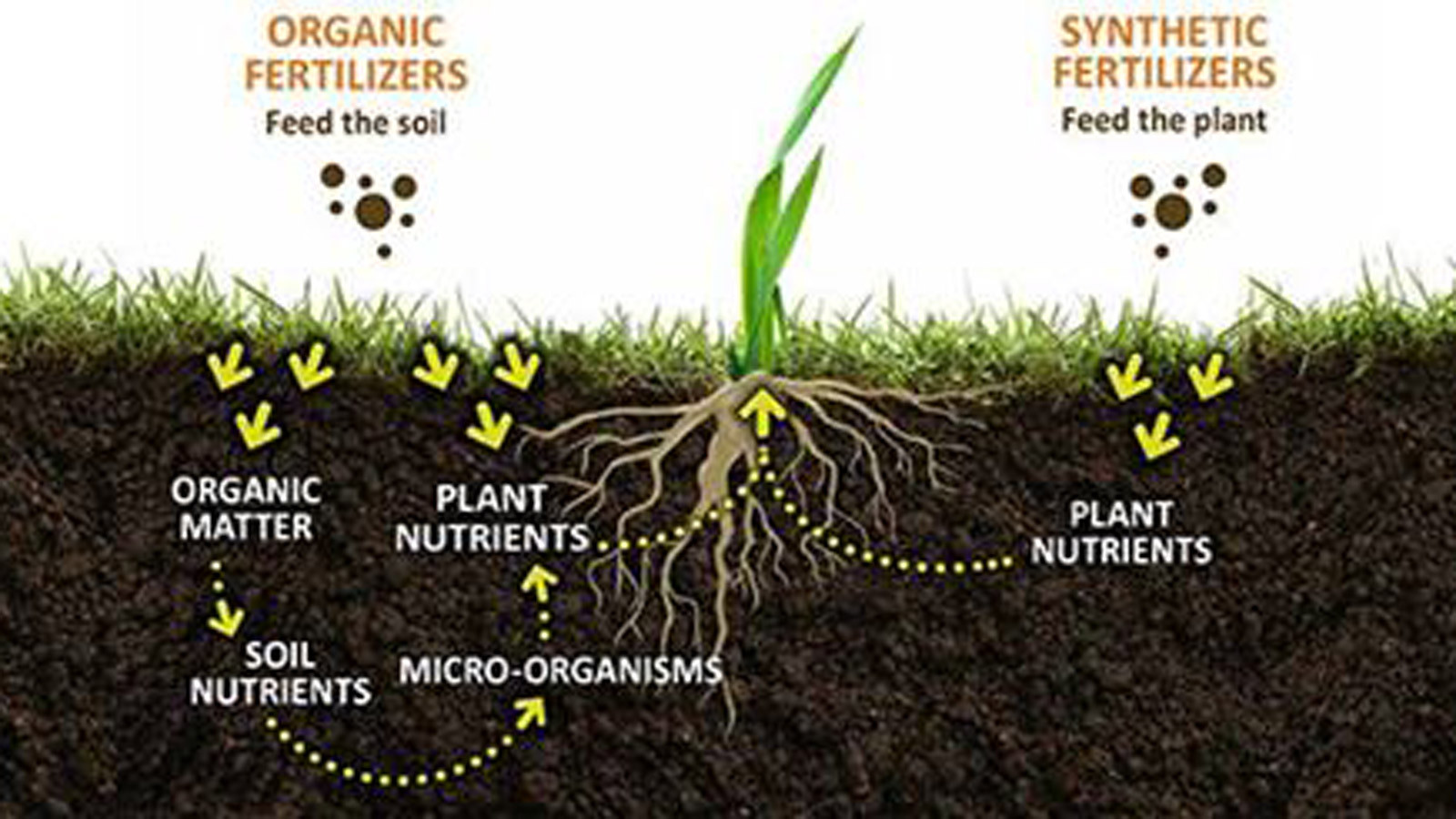 Organic land care vs synthetic land care Chart