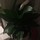 Last commented by Anya Sargeant