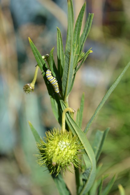 Asclepia- Milk Weed w. Monarch Caterpillar-Pollinator Planting farmhouse-garden