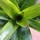 Last commented by lavandula8
