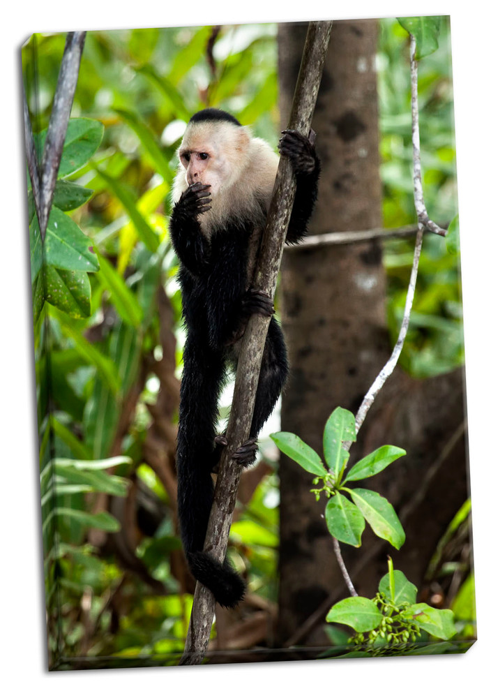 Fine Art Photograph, Capuchin Monkey II, Hand-Stretched Canvas