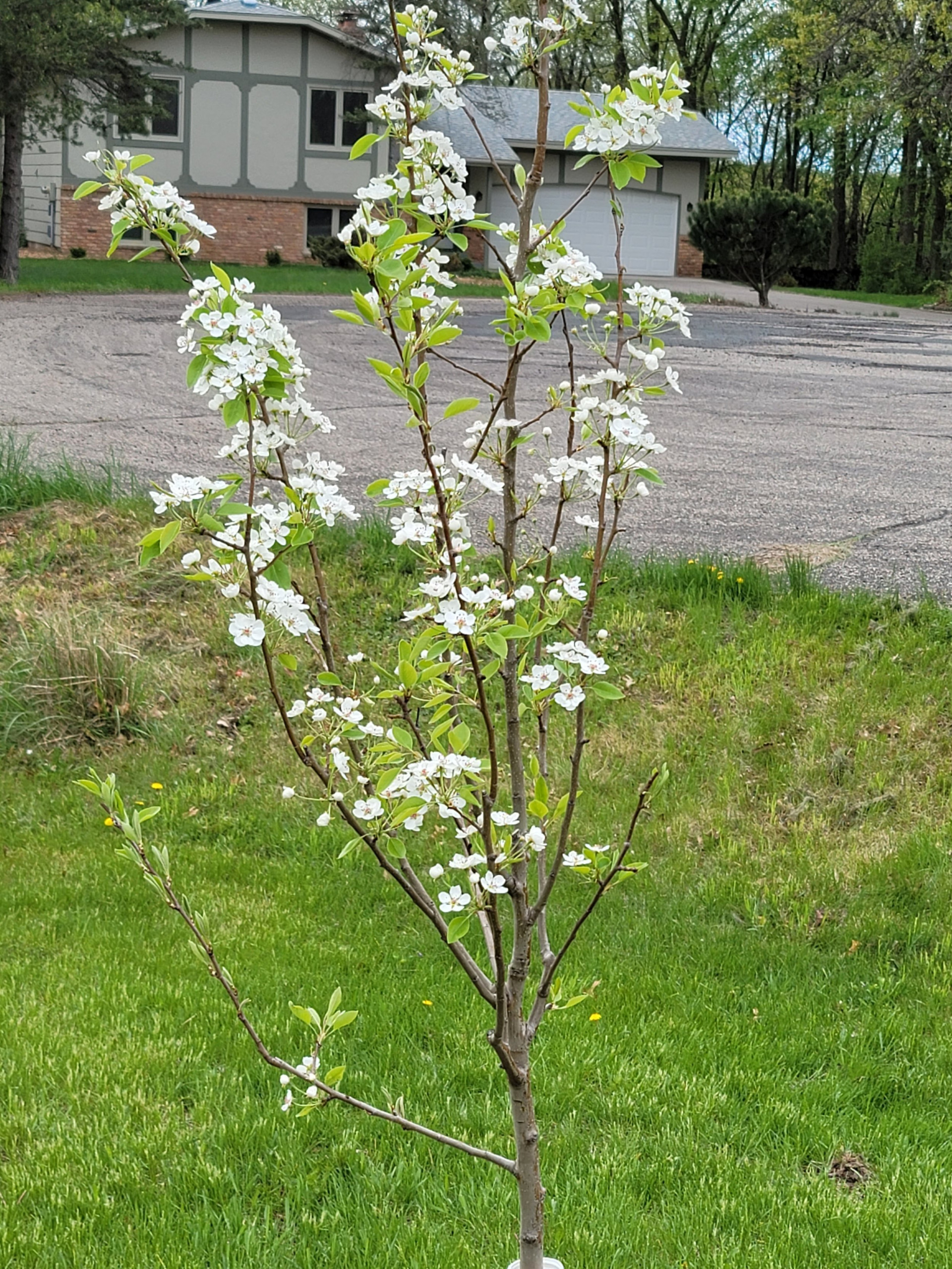 Young Apple Tree sapling in bloom by Peter Atkins and Associates