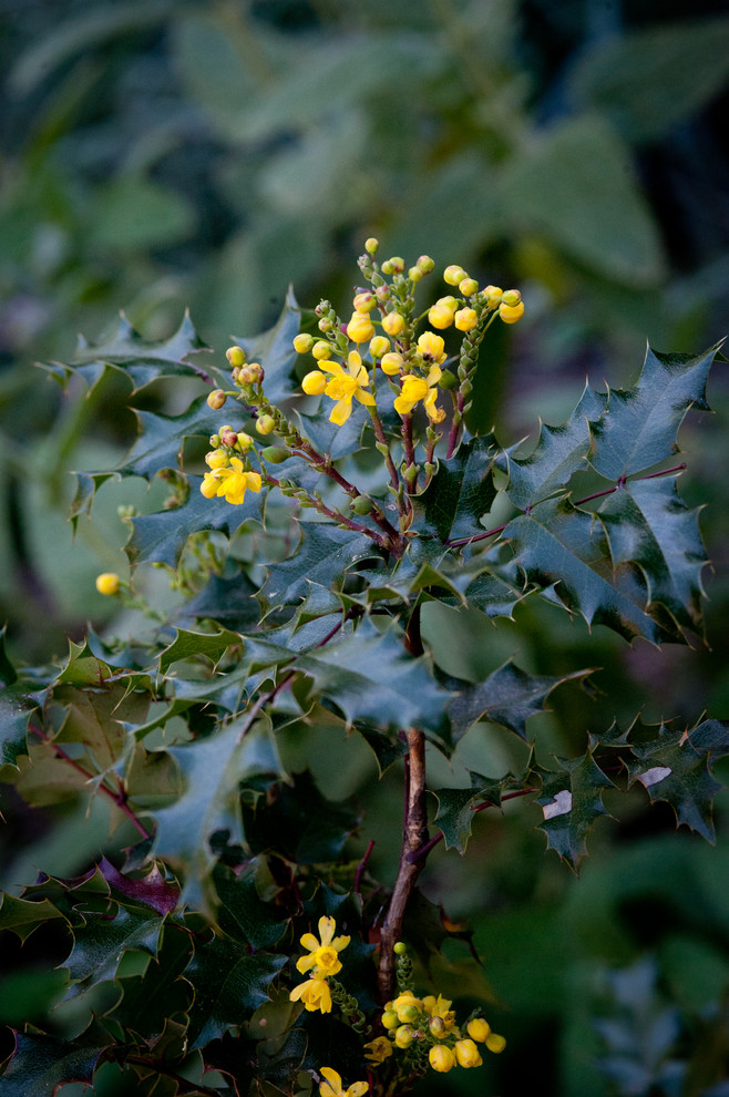 Design ideas for a partial sun landscaping in Los Angeles for spring.