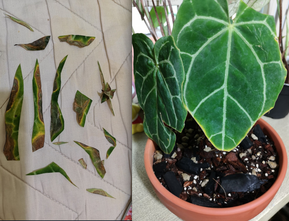 Quick help!! Spreading yellow/brown edges on Anthurium ( blight?