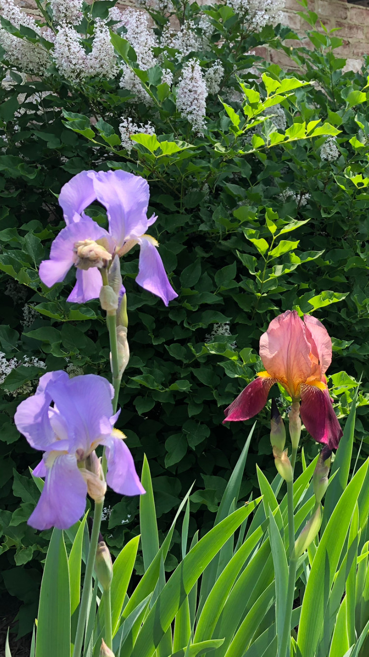 In Bloom