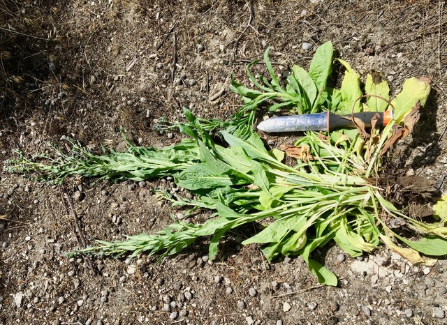 Weed it and reap: Use wood chips for weed control, Life