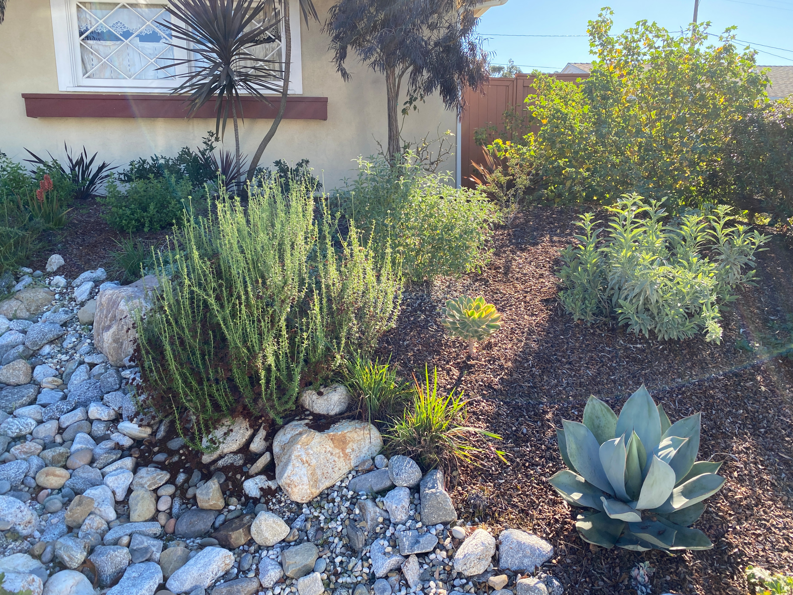 Torrance Hollywood Riviera Bee Friendly Ecological Garden