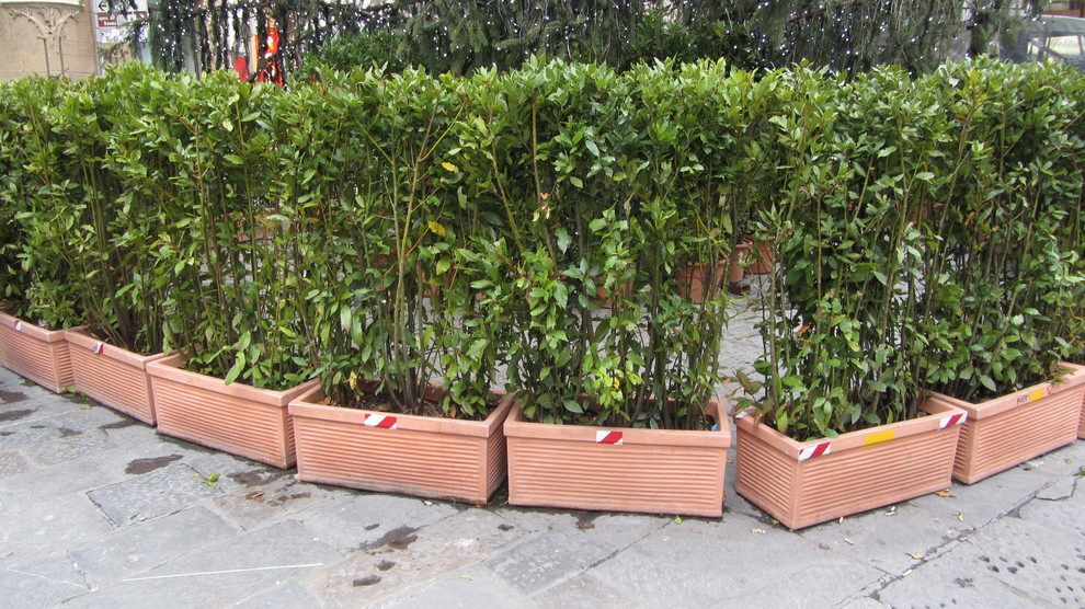 Городское озеленение