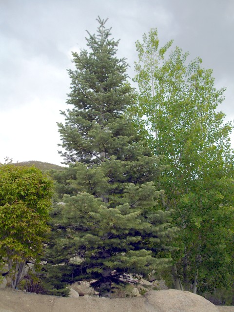 Trees modern-garden