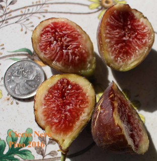 Ciccio Nero Ficus Carica fig