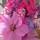 peggy_vandervoort