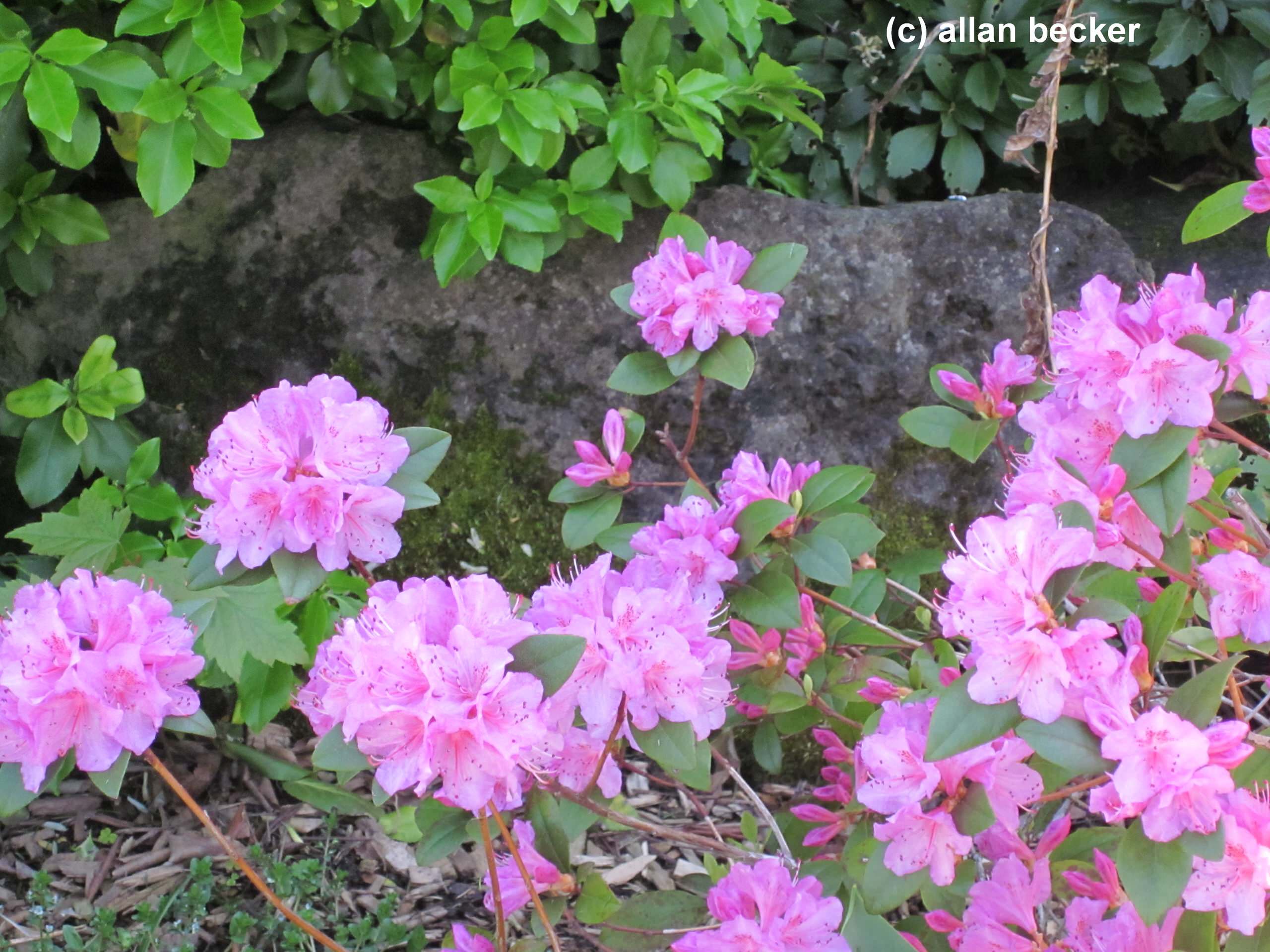 Pink is the favorite color in the flowerbed