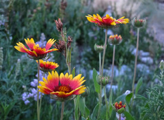 10 Top Flowering Native Plants for Beauty and Wildlife Benefit