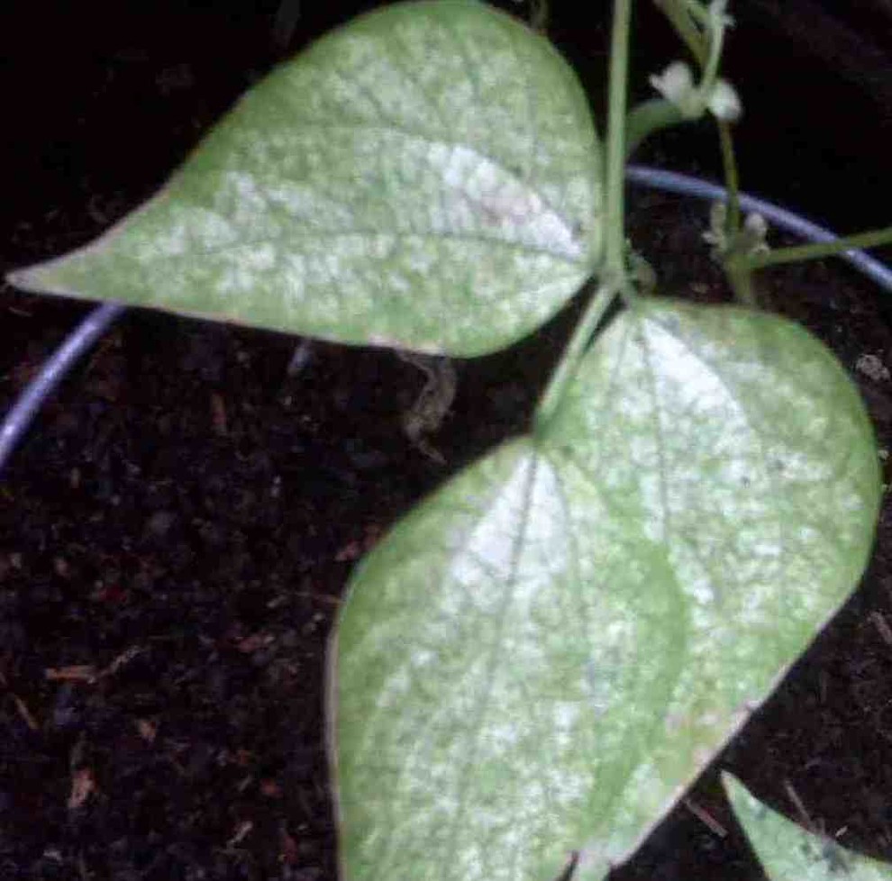 my green beans look sick