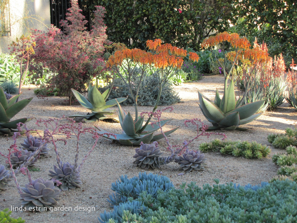 SUCCULENT GARDEN