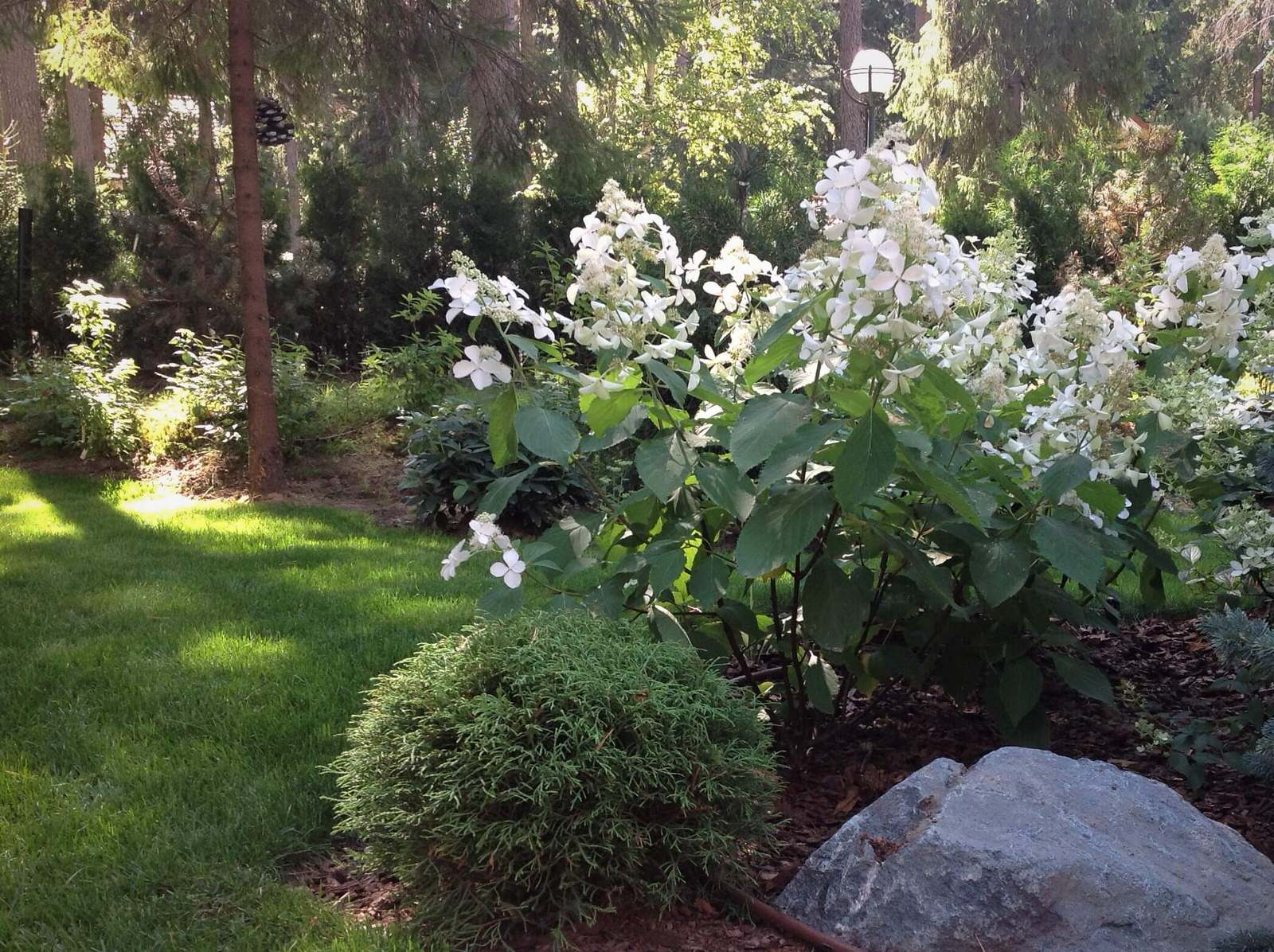 ШЕРВУДСКИЙ ЛЕС