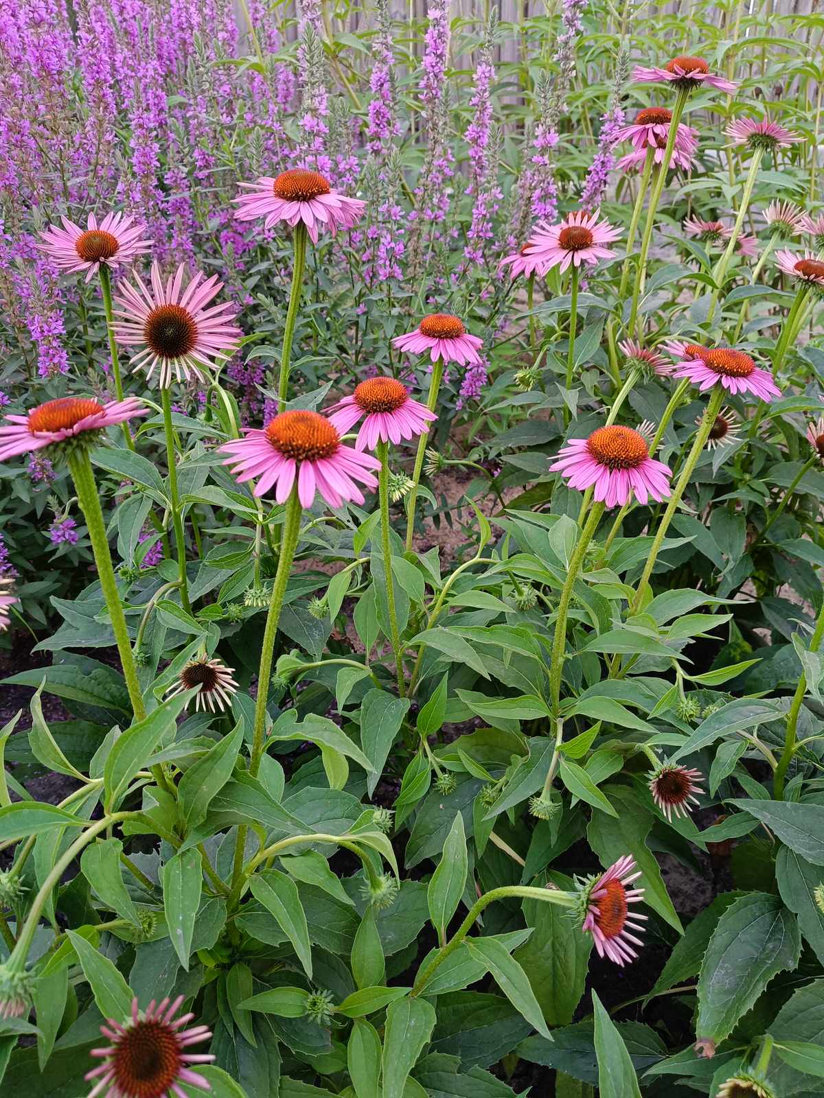 Современный цветник