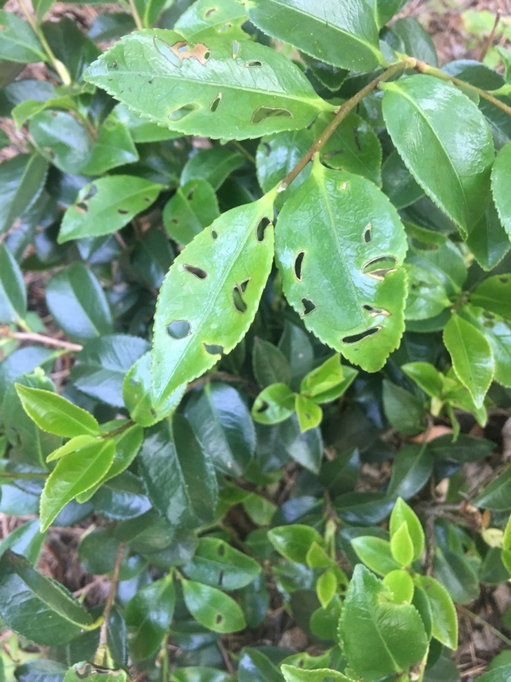 what’s eating my leaves?