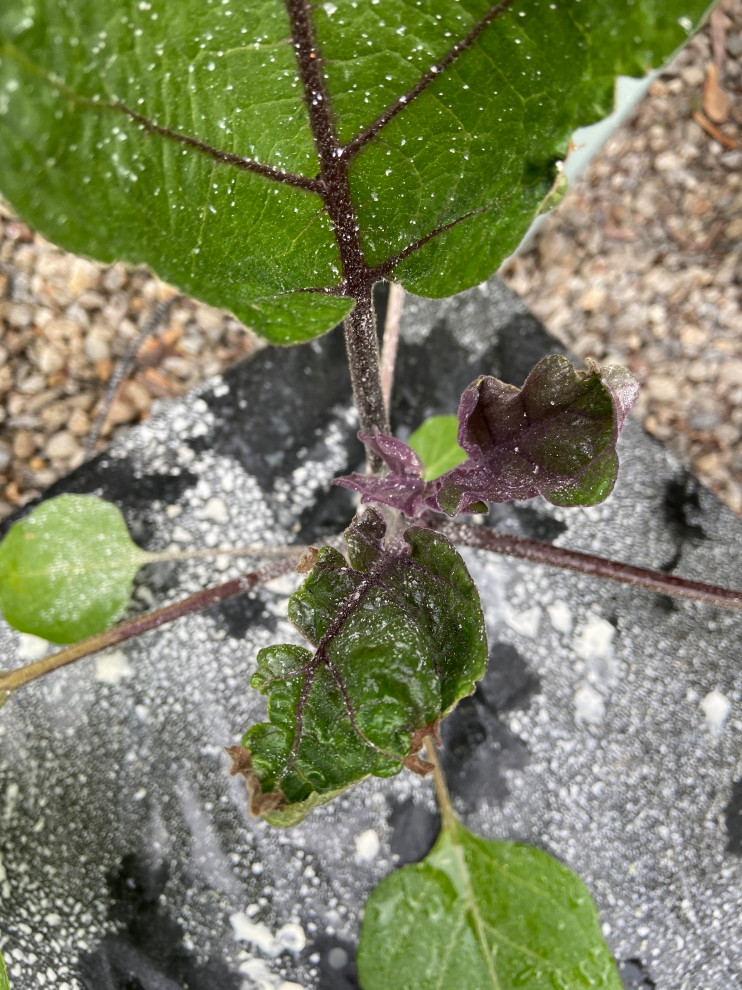 What’s causing deformity on new growth eggplant leaves?