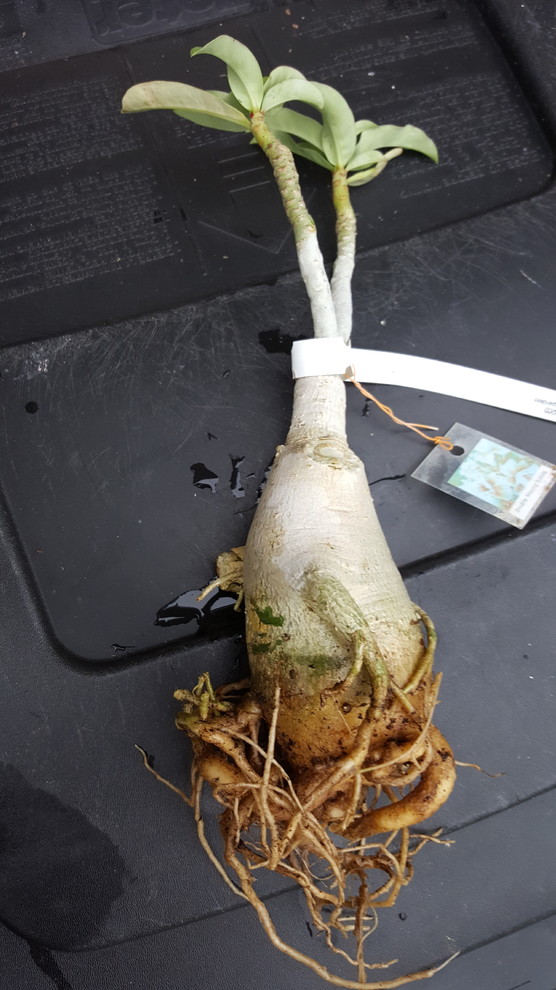 My first bareroot adenium | Houzz Forum
