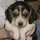 bob_zorich