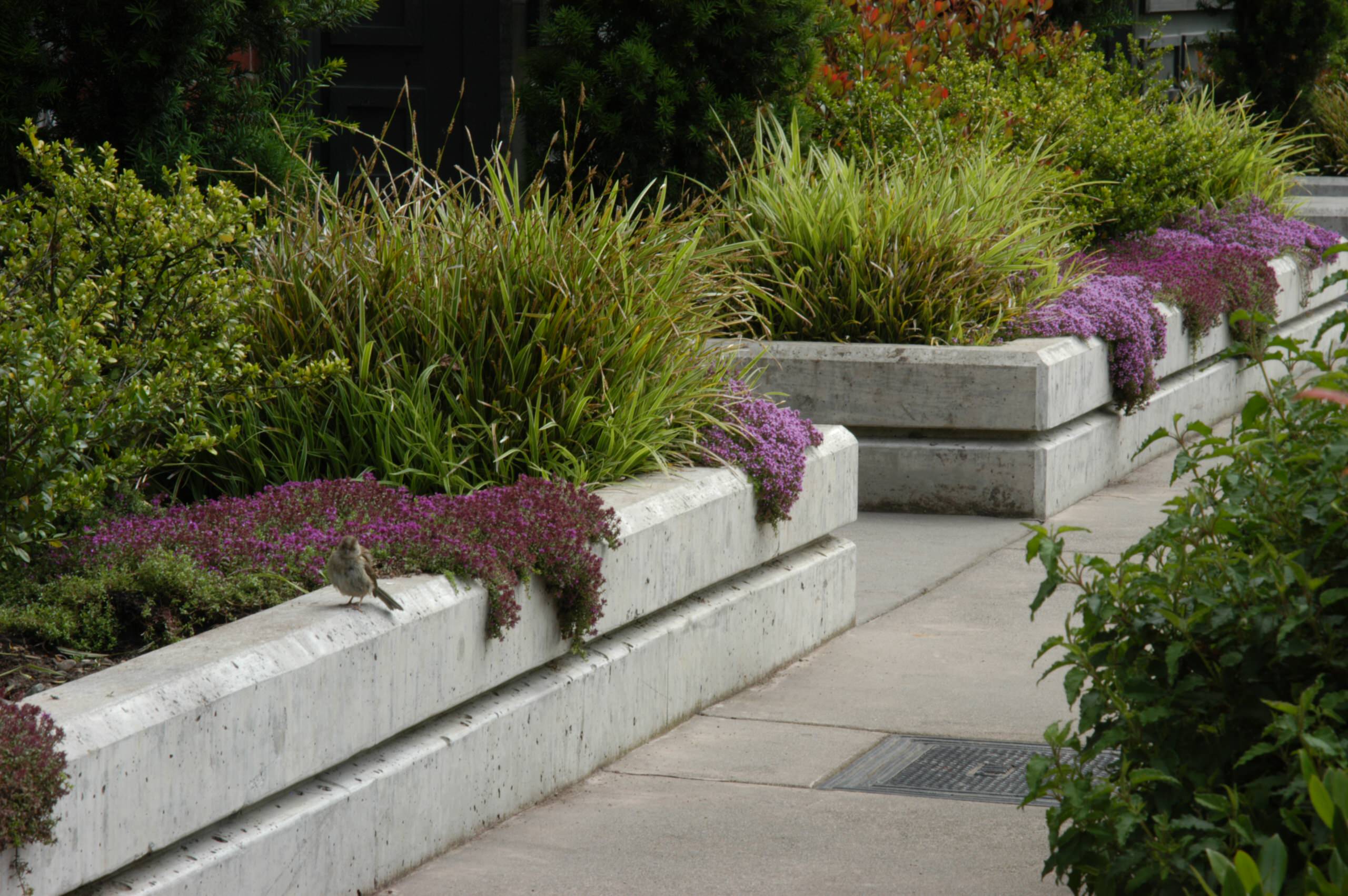 Walkway and raised planters