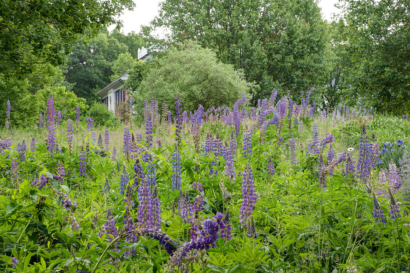 Woodland Garden Settings