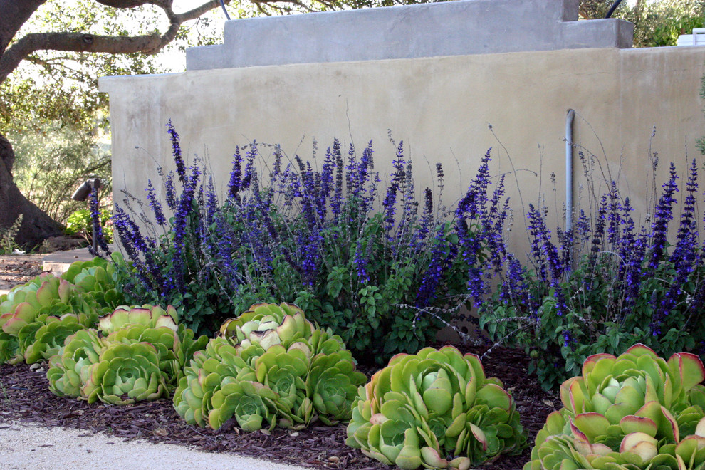 Inspiration for a small contemporary backyard shaded xeriscape in Santa Barbara with gravel.