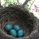 Robins Nest TD