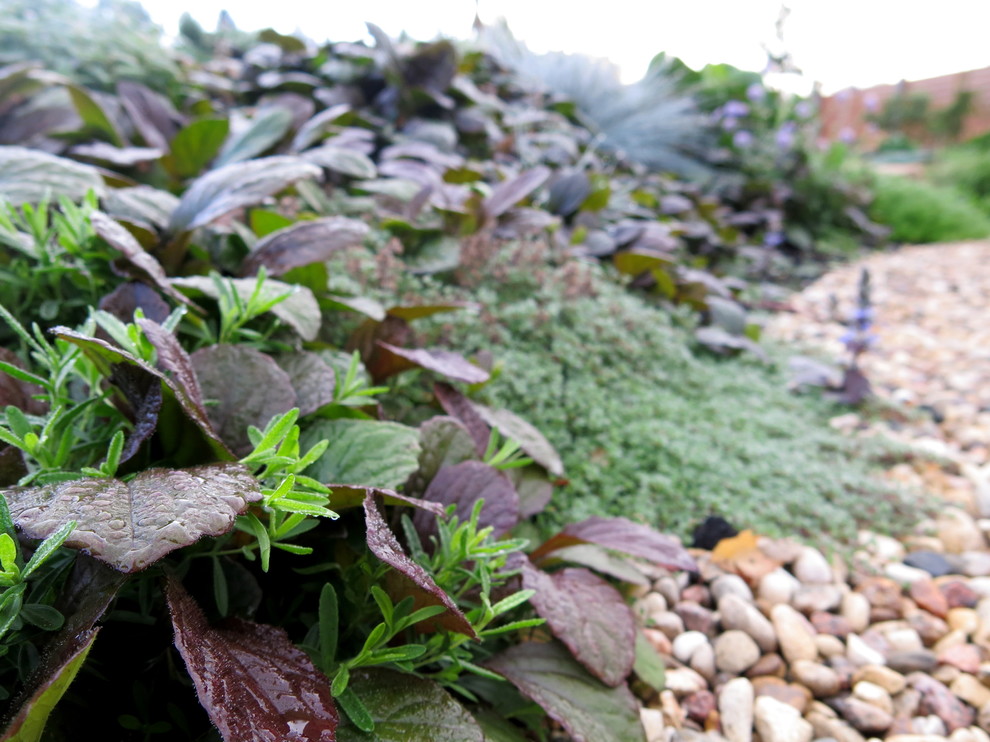 ЯГОДНОЕ ЛУКОШКО (РАСТВОРИВШИСЬ В РАДУГЕ). СЕЗОН 2016. УТРО