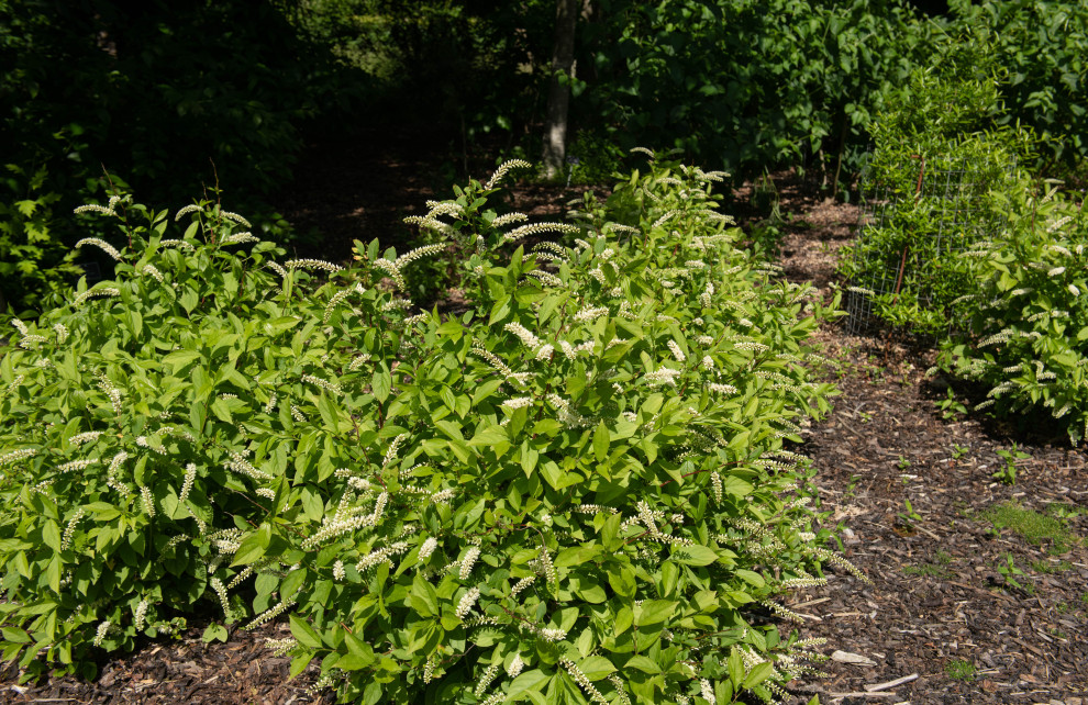 Plants for Wet Soil