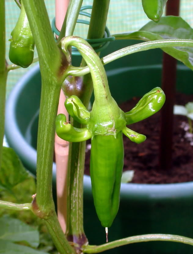 deformed peppers..!!!