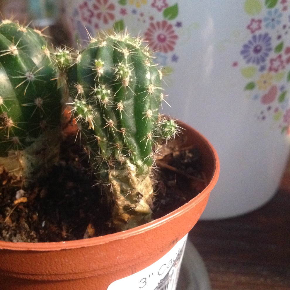 My cactus has babies on it?