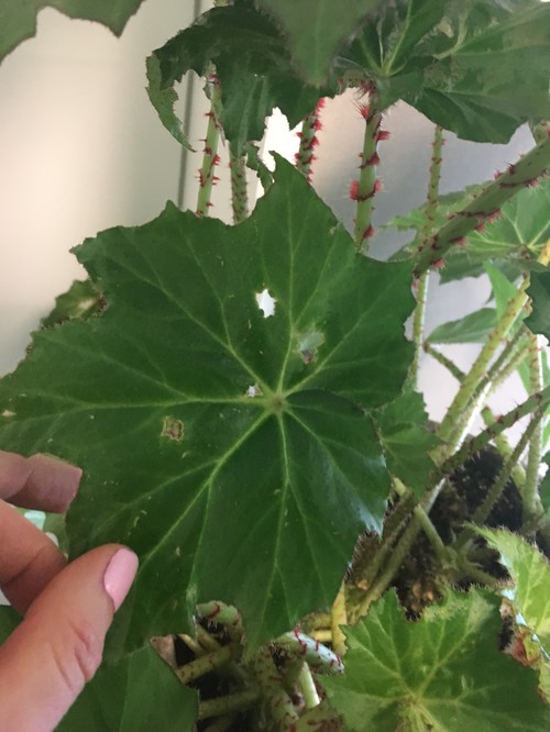 Hairy Begonia with Mysterious Holes