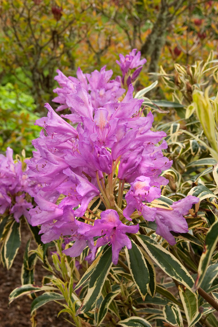 Variegated Pontic Rhododendron
