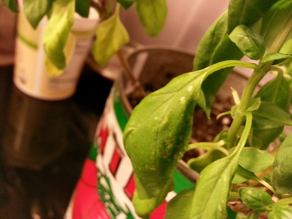 What is attacking my basil Whiteflies