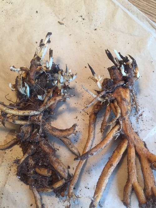 Best way to plant bare root bleeding hearts