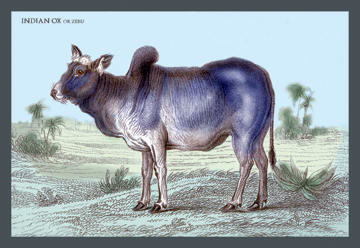 Indian Ox  or Zebu 24x36 Giclee
