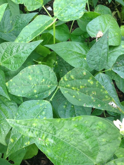Yellow spots on leaves of my green beans