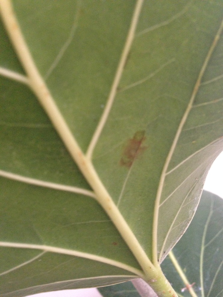 Ficus 'Audrey' Overwatering? Fungus?