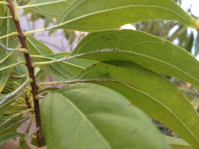 What is this? Chitalpa tree issue (help please :) | Houzz Forum