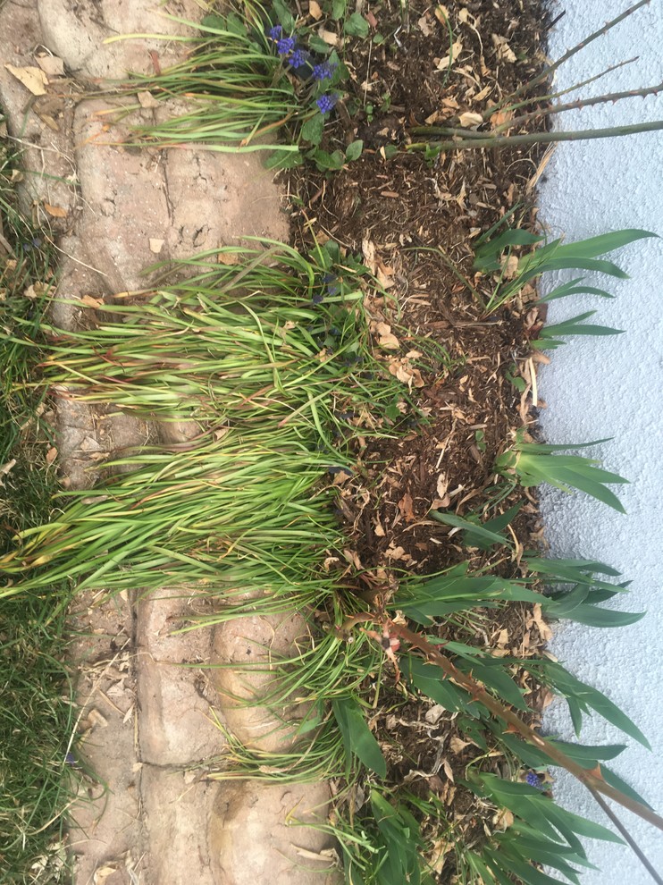 Trim ornamental grass?