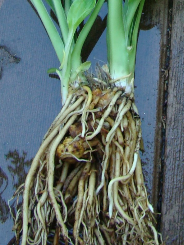 Hostas Root Rot What's this on my hosta roots?