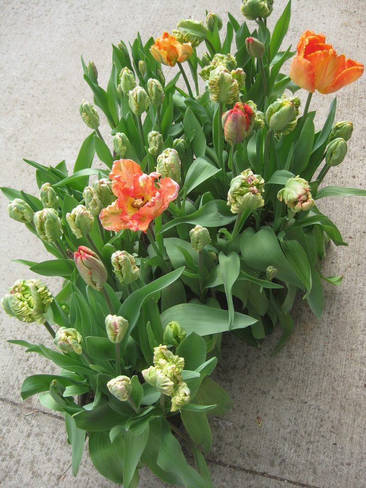 Your favorite tulip?